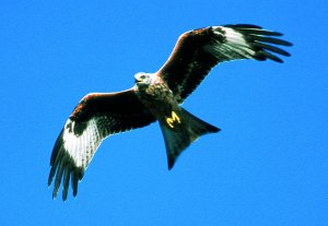 Landesbund für Vogelschutz
